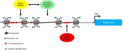 Epigenetic Regulation of Cardiac Neural Crest Cells